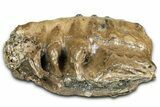 Fossil Southern Mammoth Upper M Molar - Hungary #370393-3